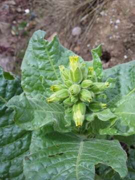 Image of Aztec tobacco