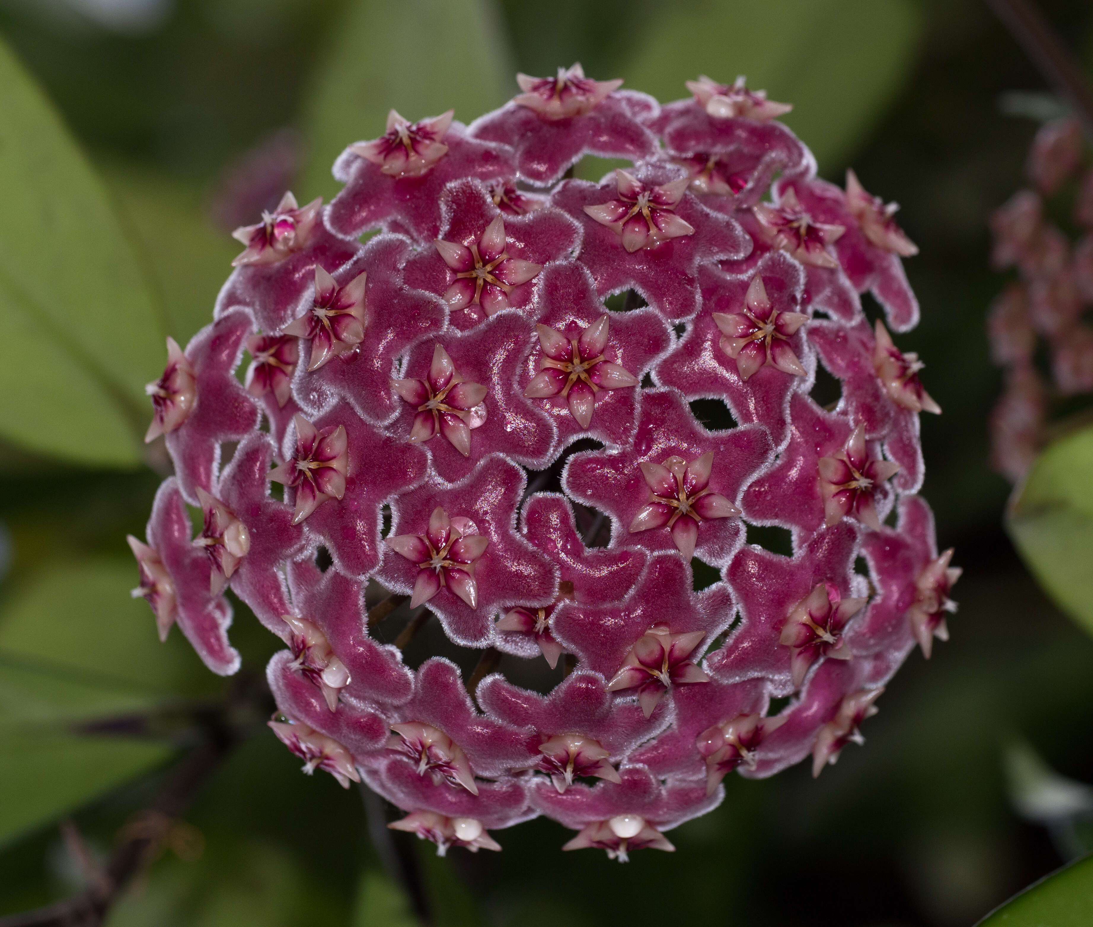 Image of Hoya pubicalyx Merr.