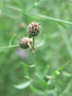 Image of spotted knapweed