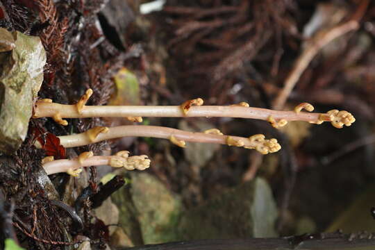 Image of Cyrtosia septentrionalis (Rchb. fil.) Garay