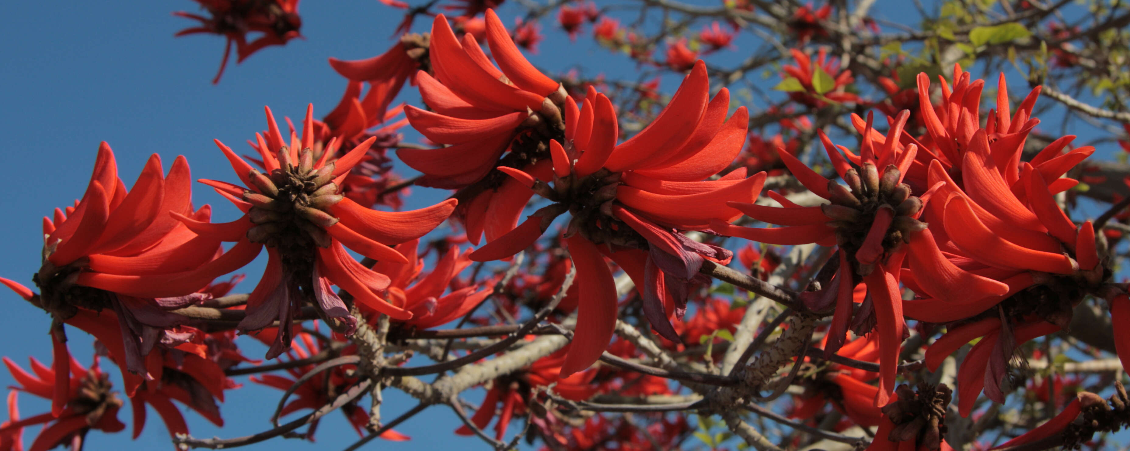 Image of coral erythrina