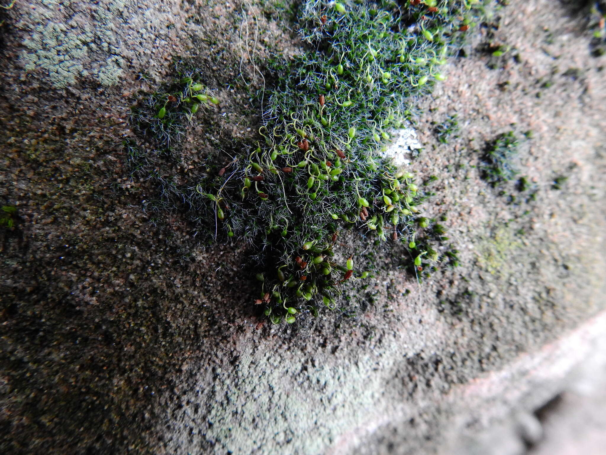 Image of pulvinate dry rock moss