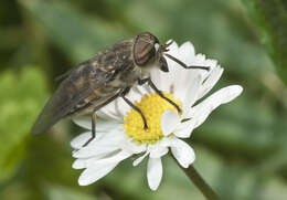 صورة Hybomitra bimaculata (Macquart 1826)