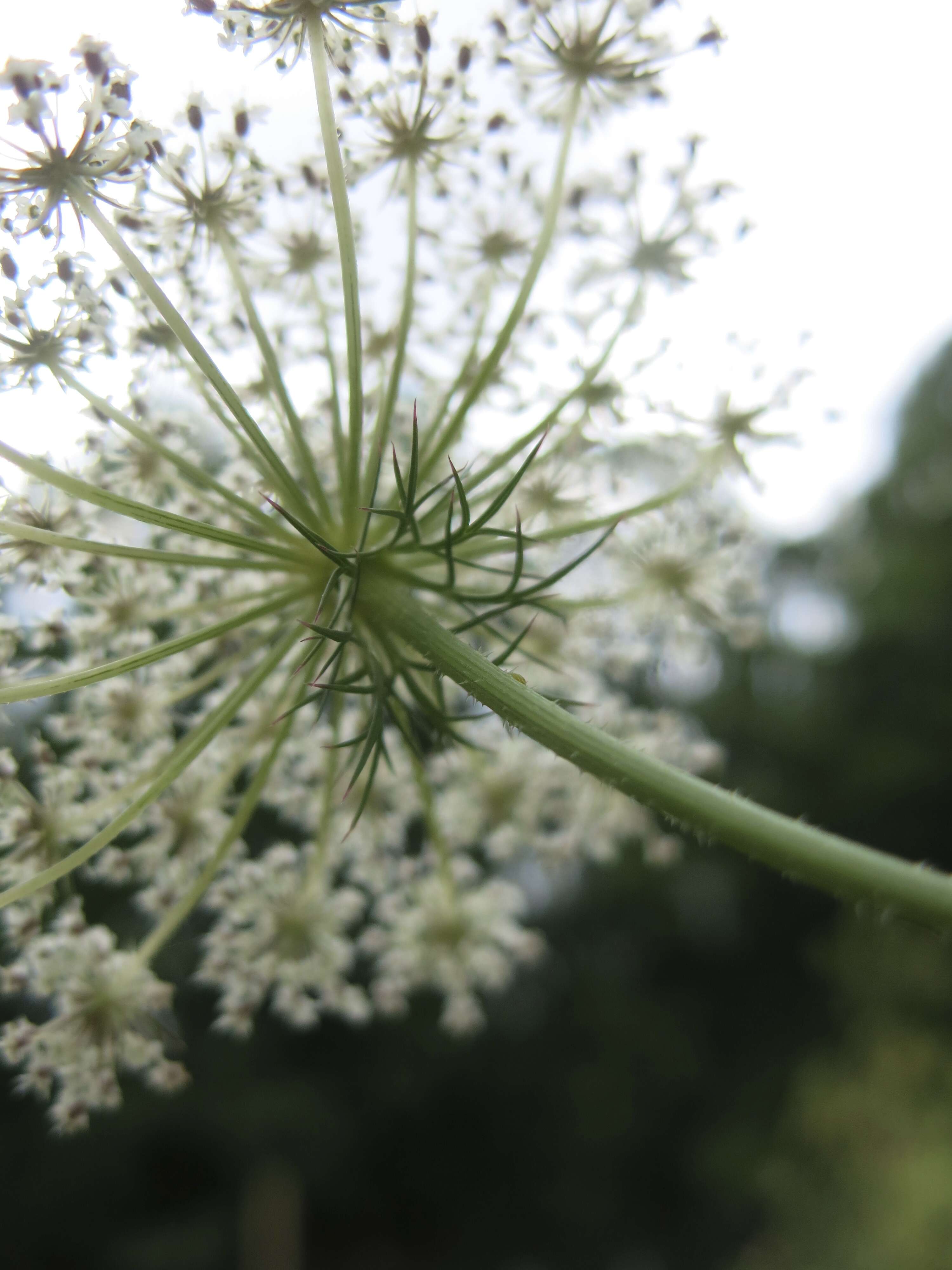 Image of Queen Anne's lace