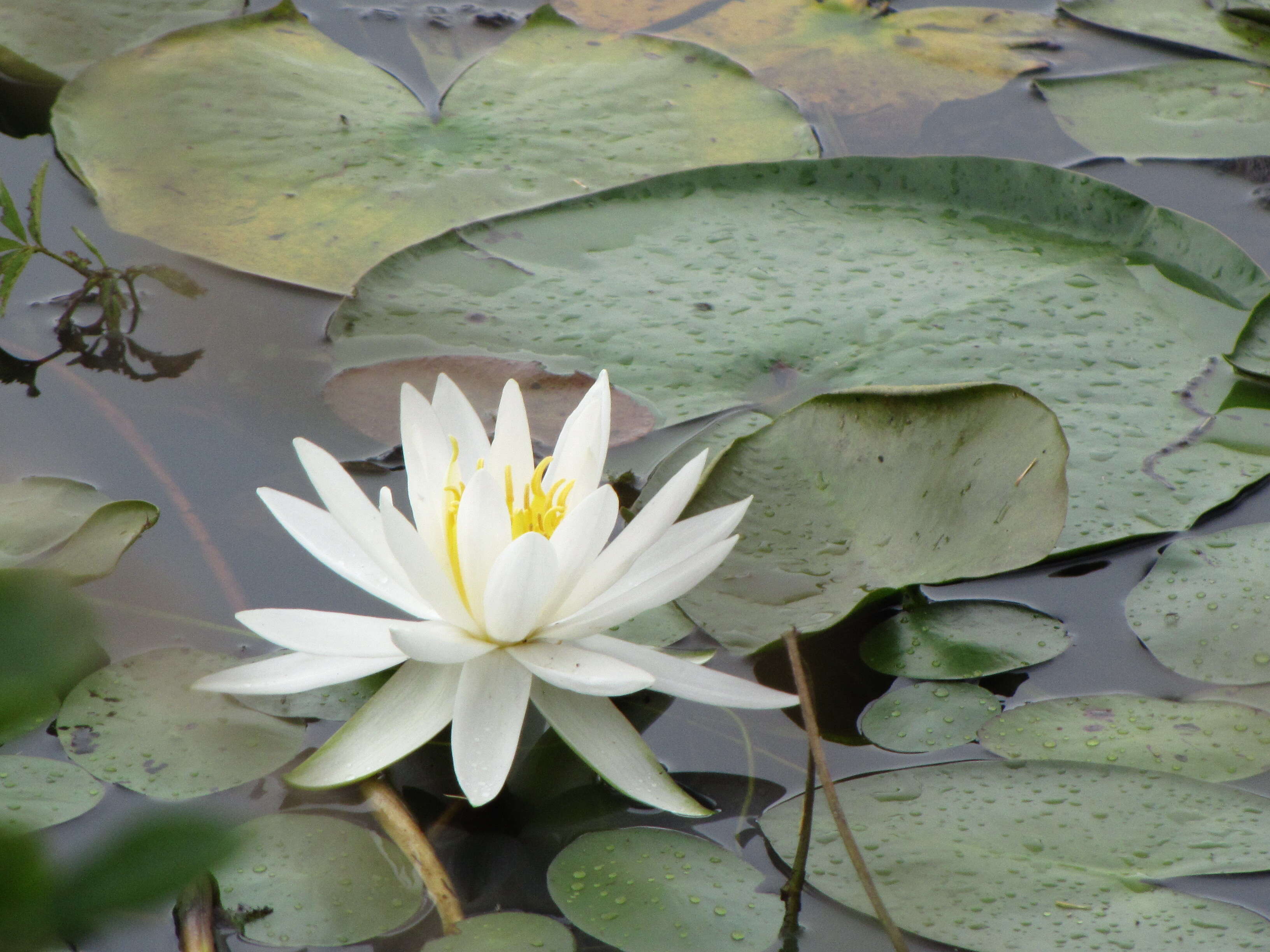 Image of American white waterlily