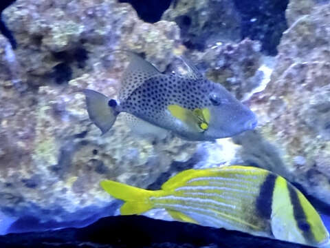 Image of Bluespotted Triggerfish