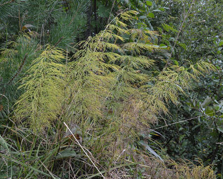 Image of Wood Horsetail