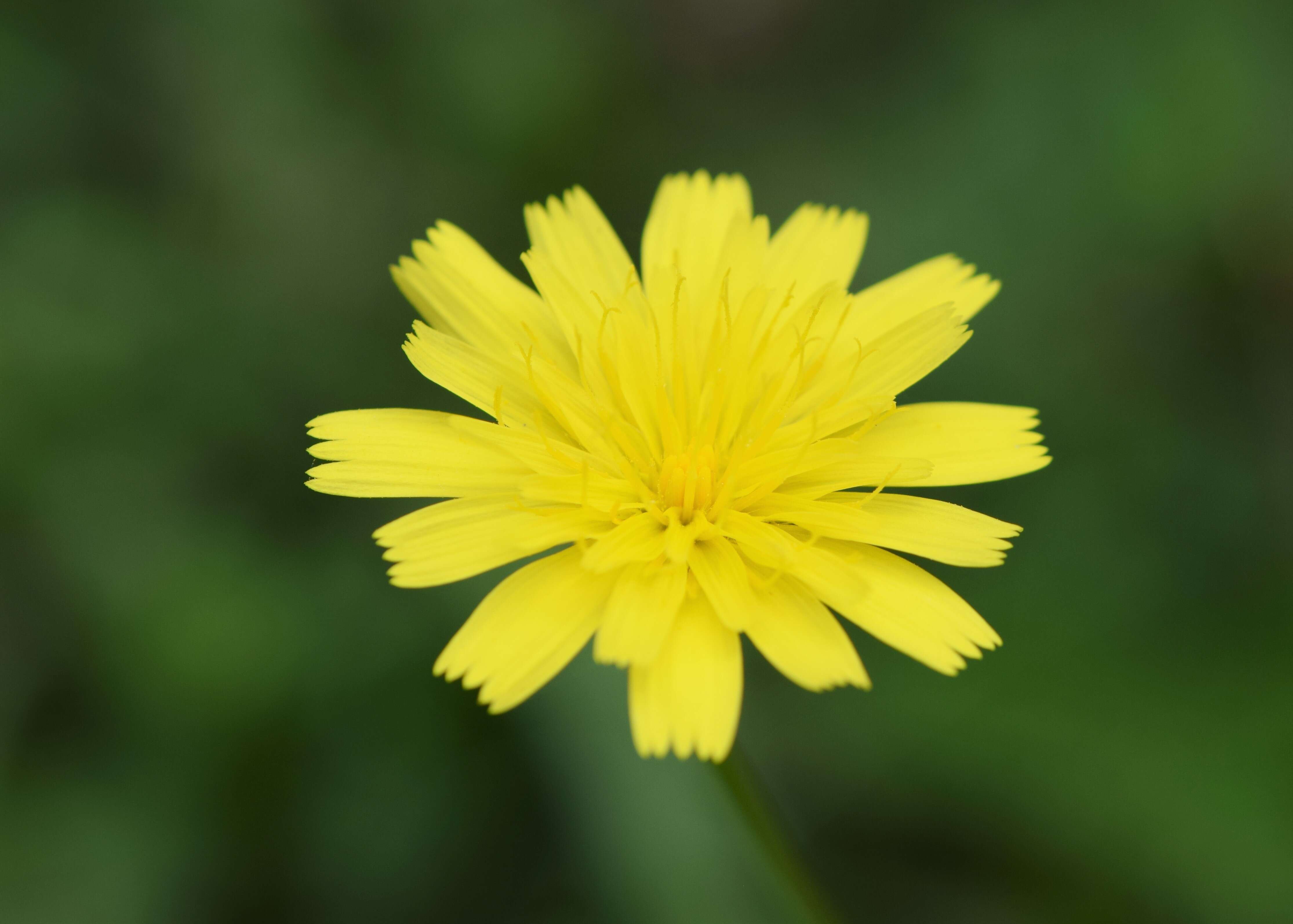 Image of lesser hawkbit