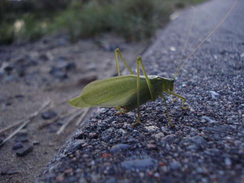 Image of Broad-winged Bush Katydid