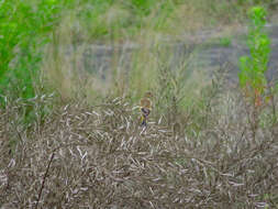 Image of Grey-capped Greenfinch