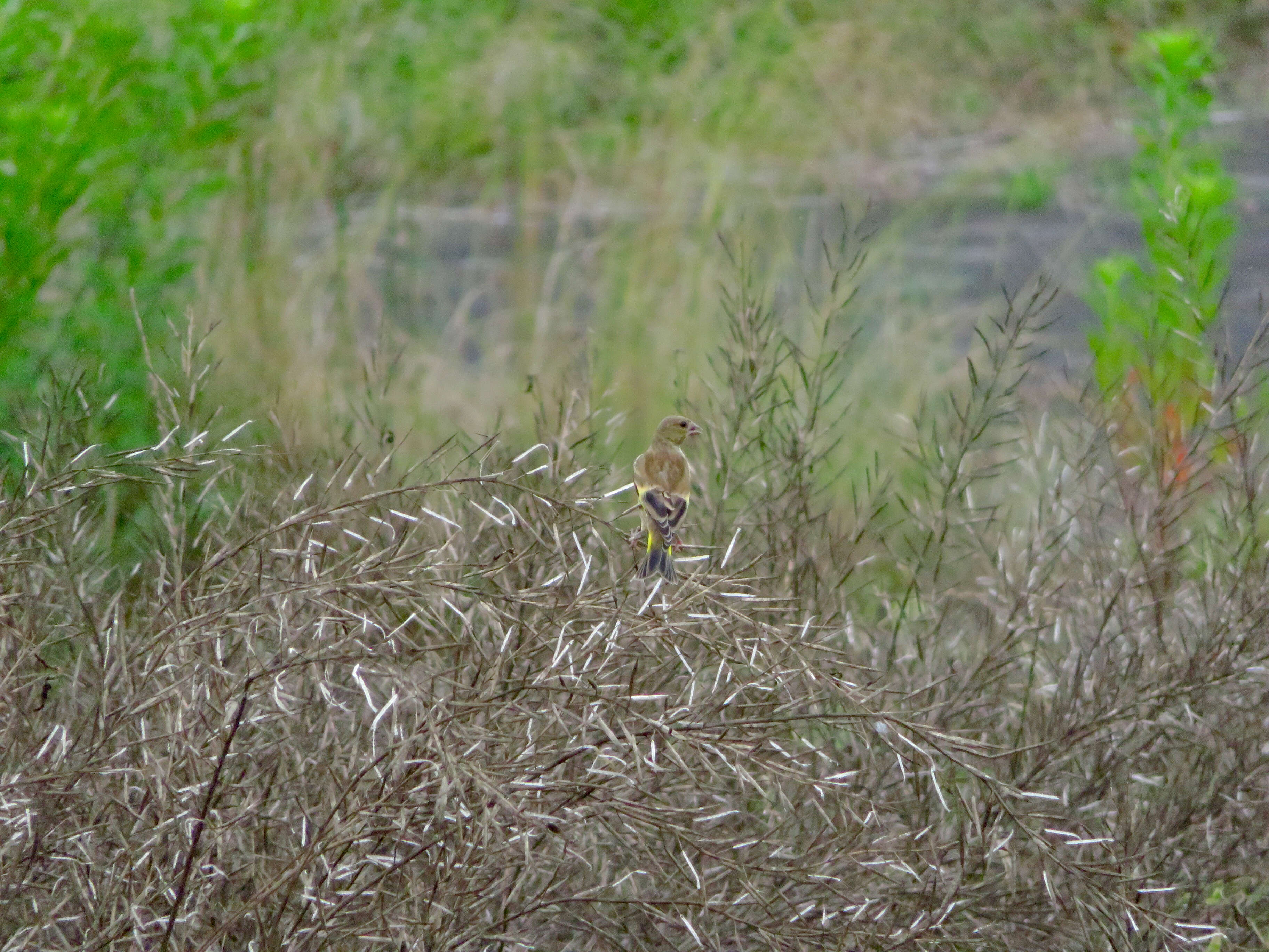 Image of Grey-capped Greenfinch