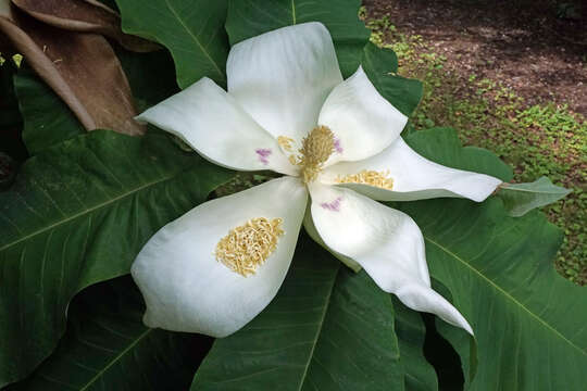 Image of Big-Leaf Magnolia