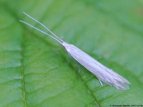 Image of Coleophora caespititiella Zeller 1839