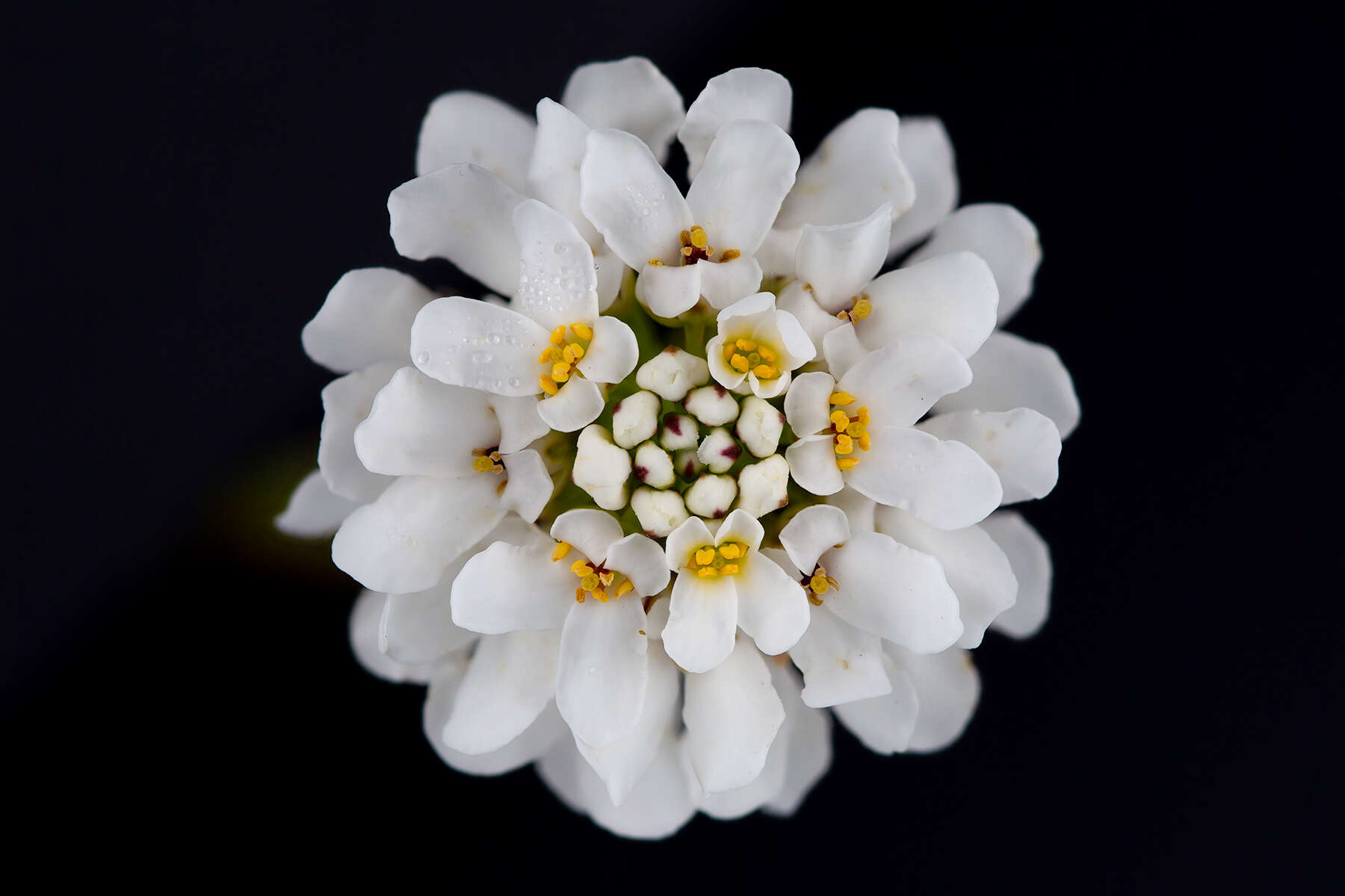 Imagem de Iberis sempervirens L.