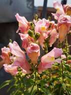 Plancia ëd Antirrhinum majus L.