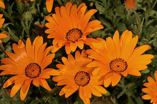 Image of glandular Cape marigold