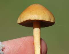 Image of common agrocybe