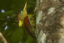 Image of Crimson-winged Woodpecker