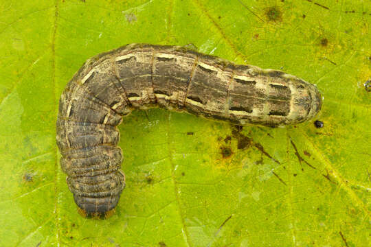 Image of Large Yellow Underwing