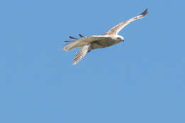 Image of Buteo jamaicensis kriderii