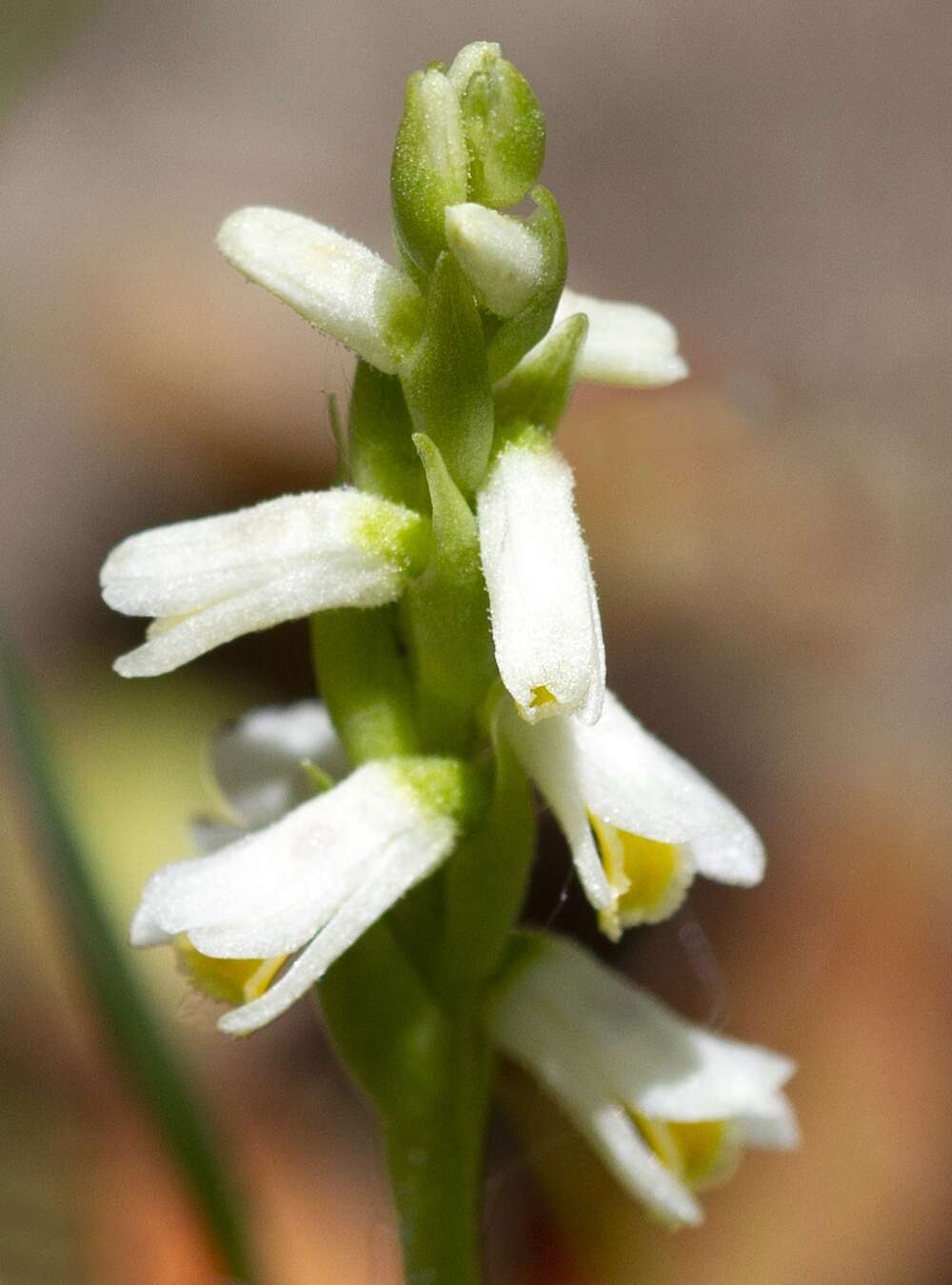 Image of Shining Ladies'-Tresses