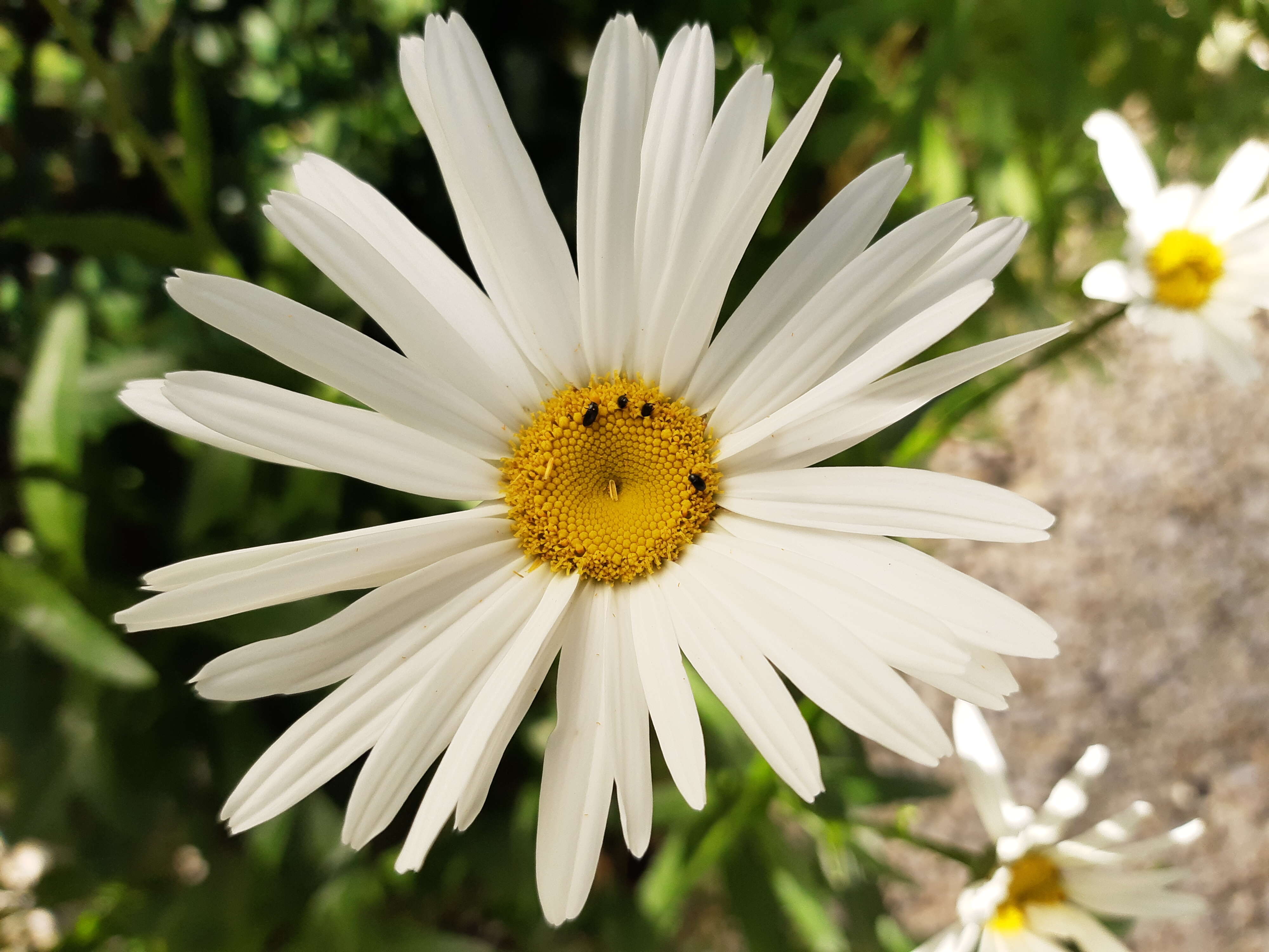 Image of Oxeye Daisy