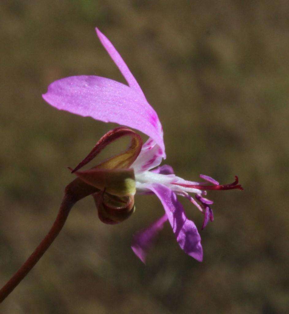 Image of Pelargonium coronopifolium Jacq.