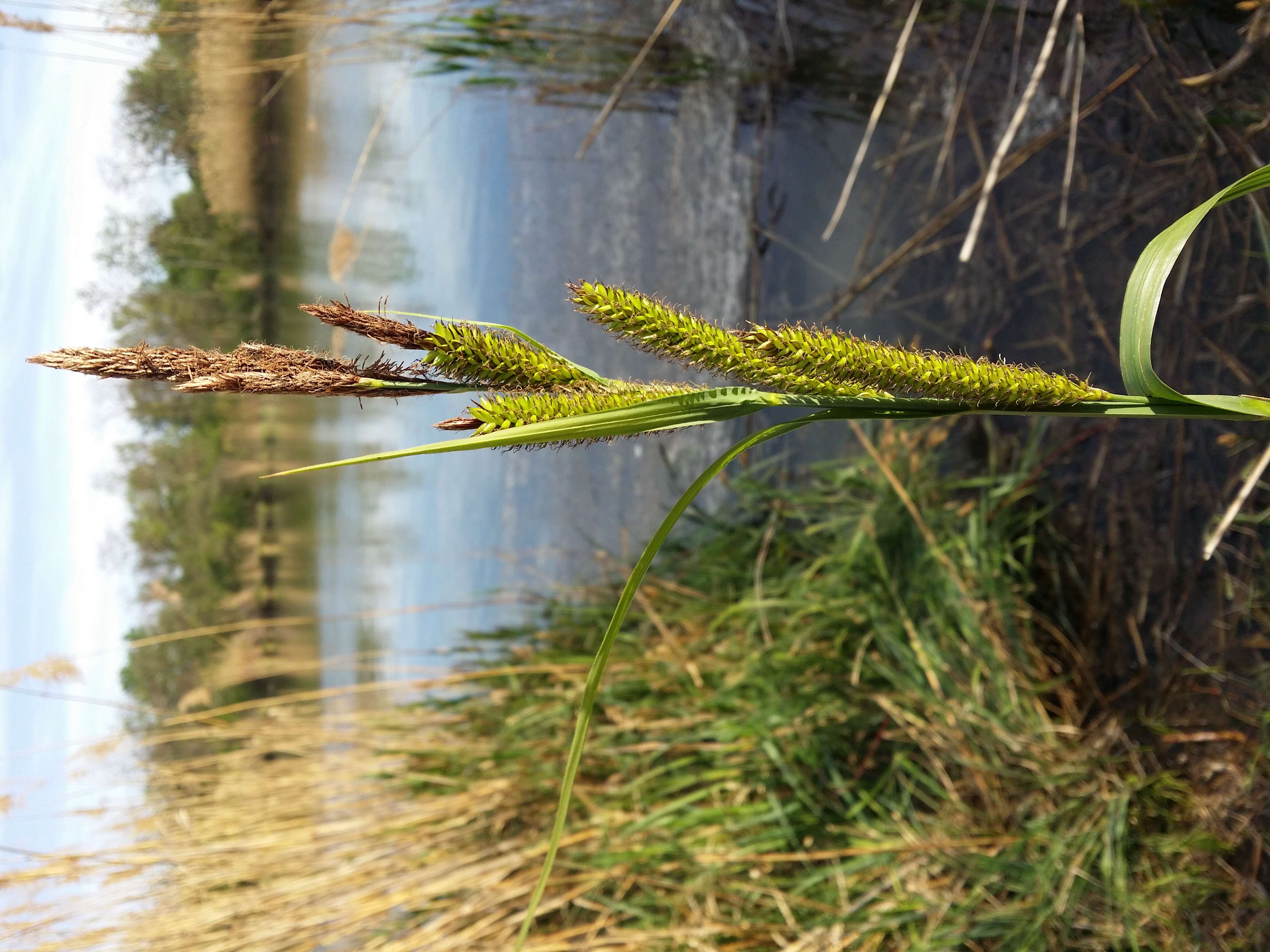 Image of Greater Pond-Sedge
