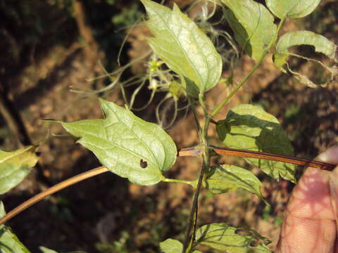 Image of Clematis javana DC.