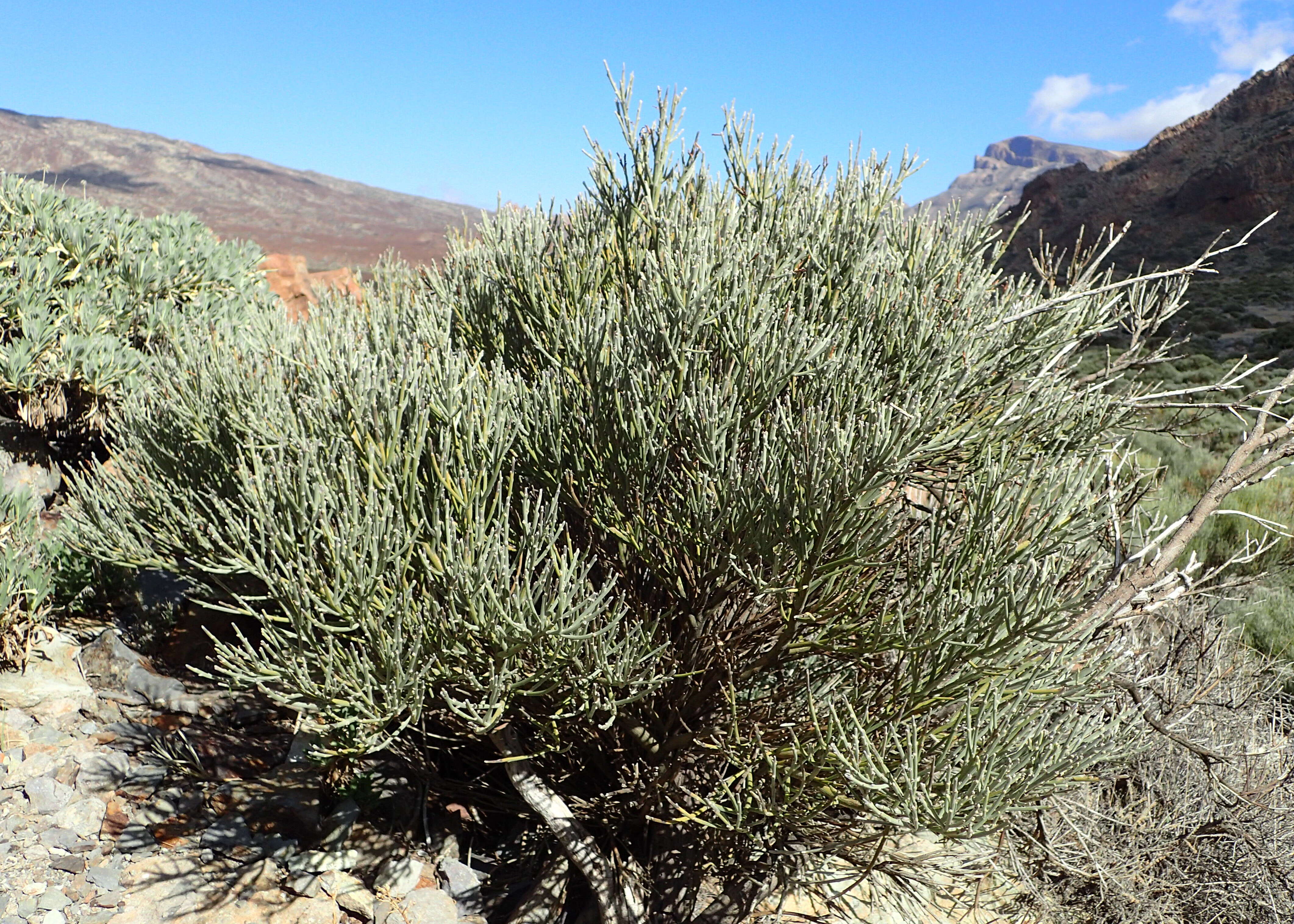 Image of Tiede White Broom