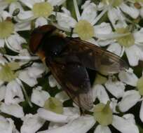 Image of Phasia hemiptera (Fabricius 1794)