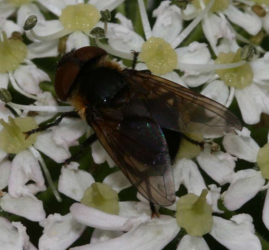 Image of Phasia hemiptera (Fabricius 1794)