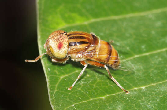 Image of Big-headed Lagoon Fly