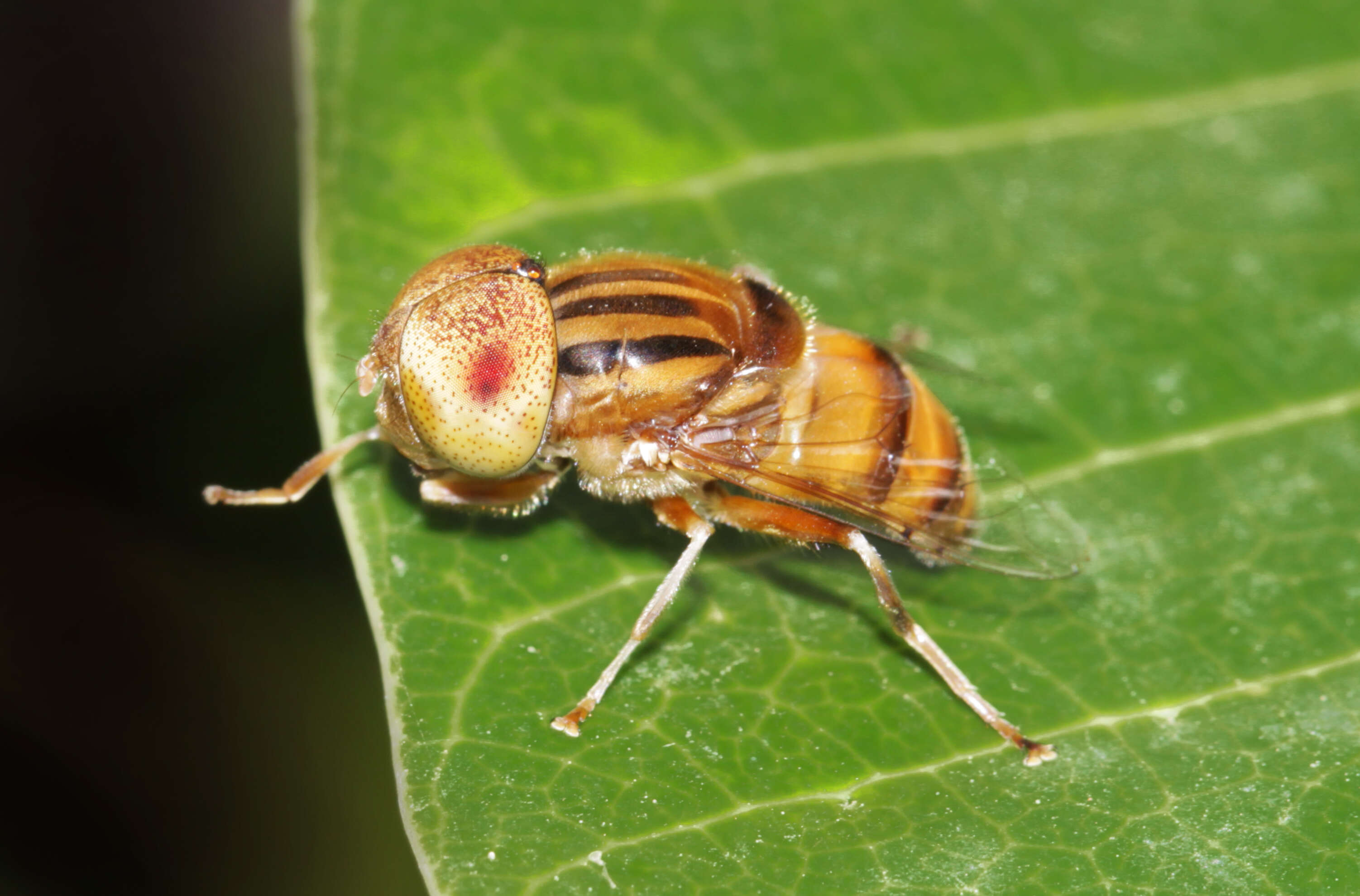 صورة Eristalinus megacephalus (Rossi 1794)