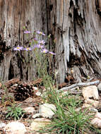 Image of Utah fleabane