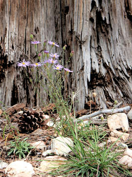 Image of Utah fleabane