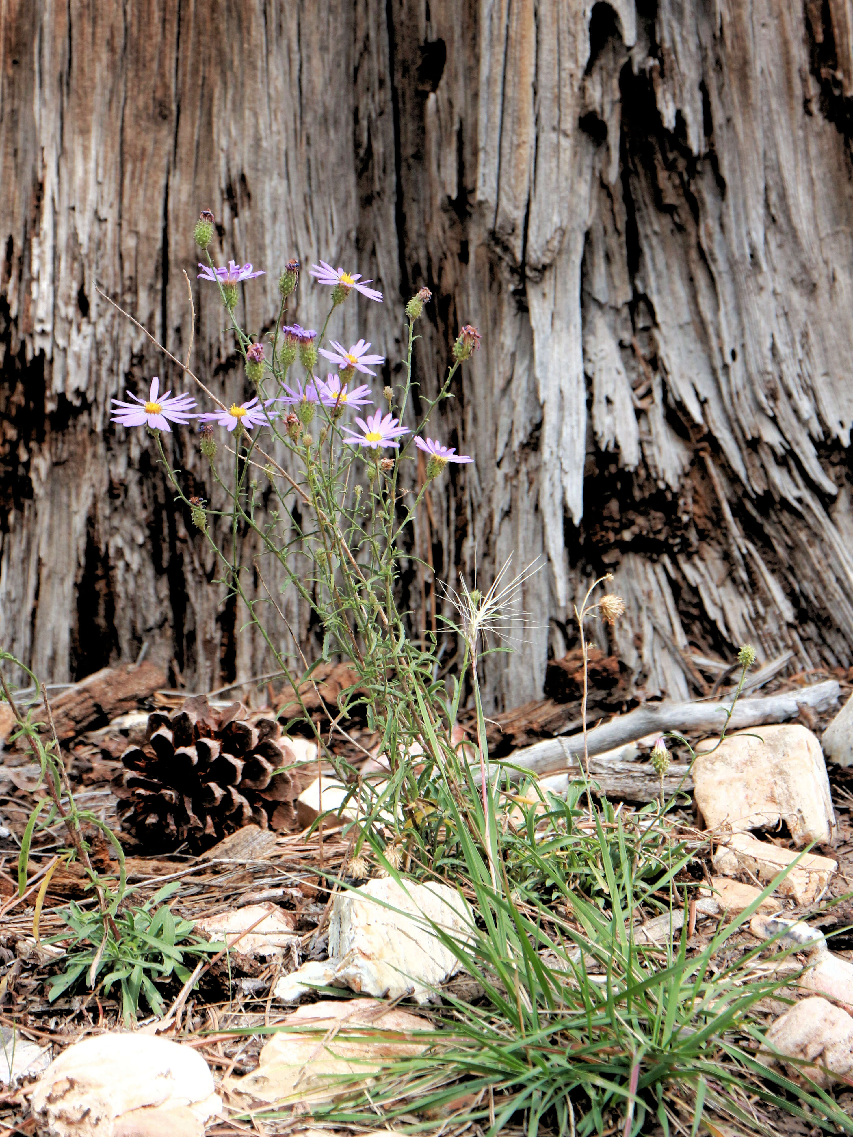 Image of Utah fleabane