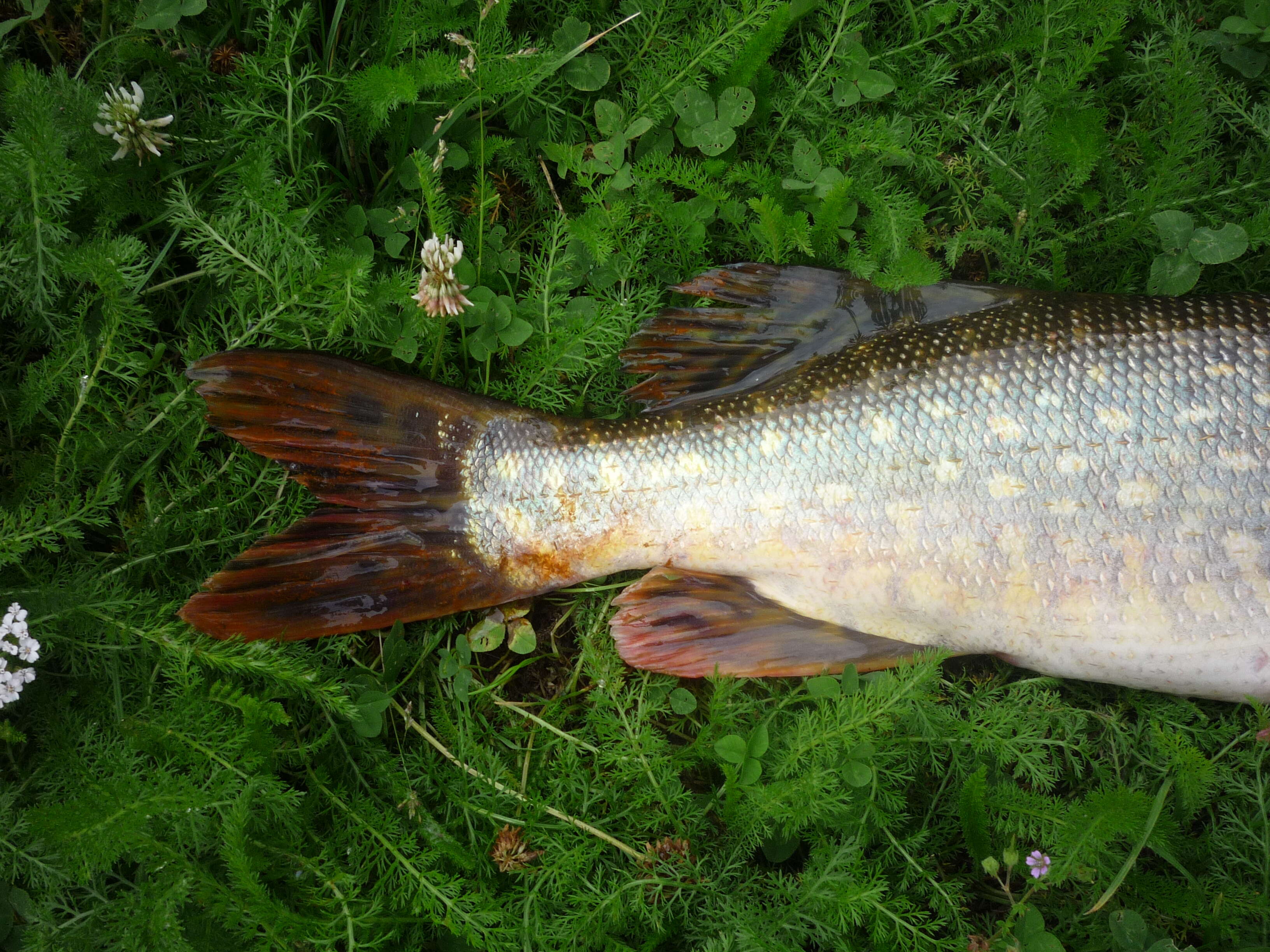 Image of Northern pike