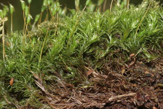 Image of cynodontium moss