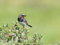 Image of Himalayan Rubythroat