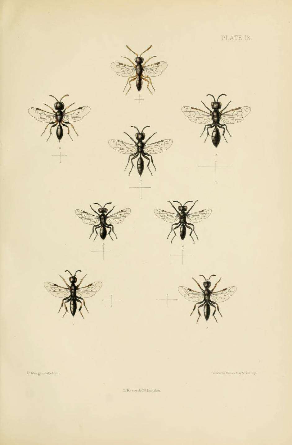 Image of Pemphredoninae Dahlbom 1835