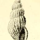 Image of Raphitoma pruinosa (Pallary 1906)