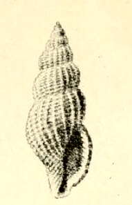 Image of Raphitoma pruinosa (Pallary 1906)