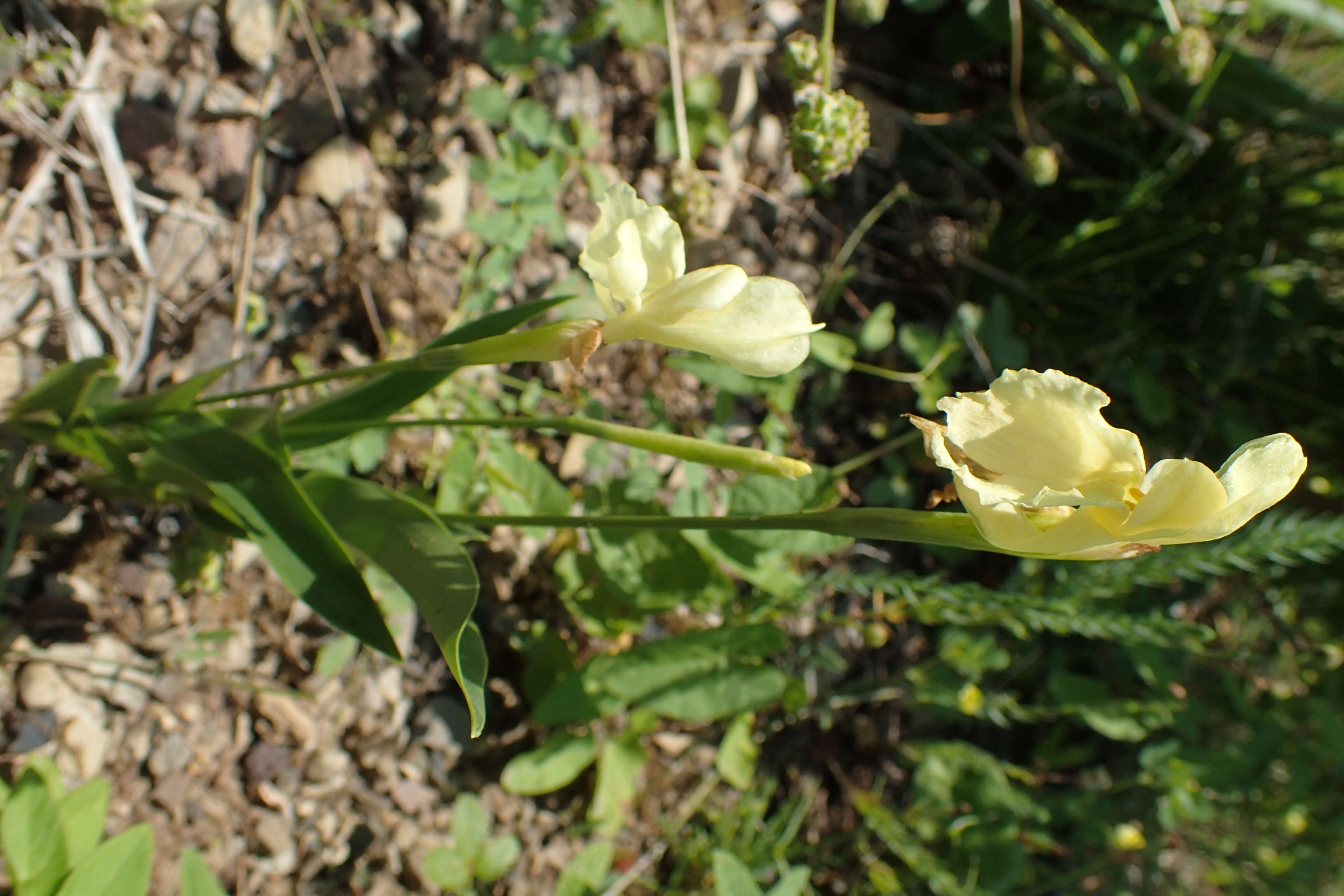 Image of Roscoea cautleoides