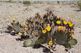 Image of Black-spined pricklypear