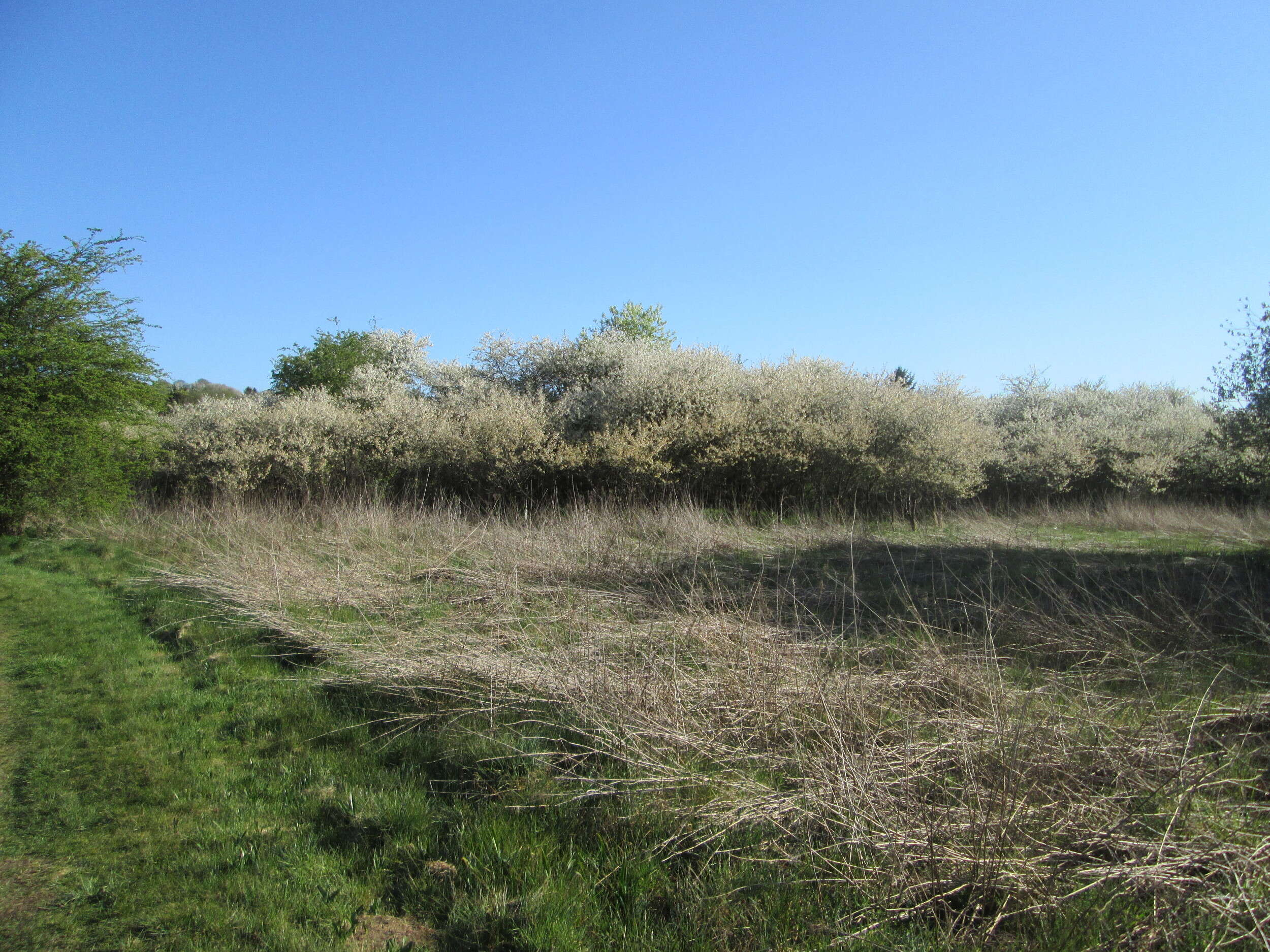 Plancia ëd Prunus cerasus L.