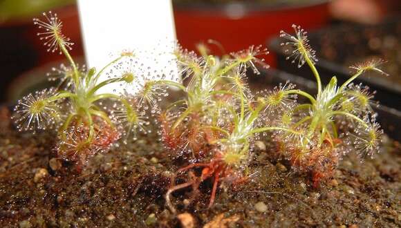 Image of Drosera dichrosepala Turcz.