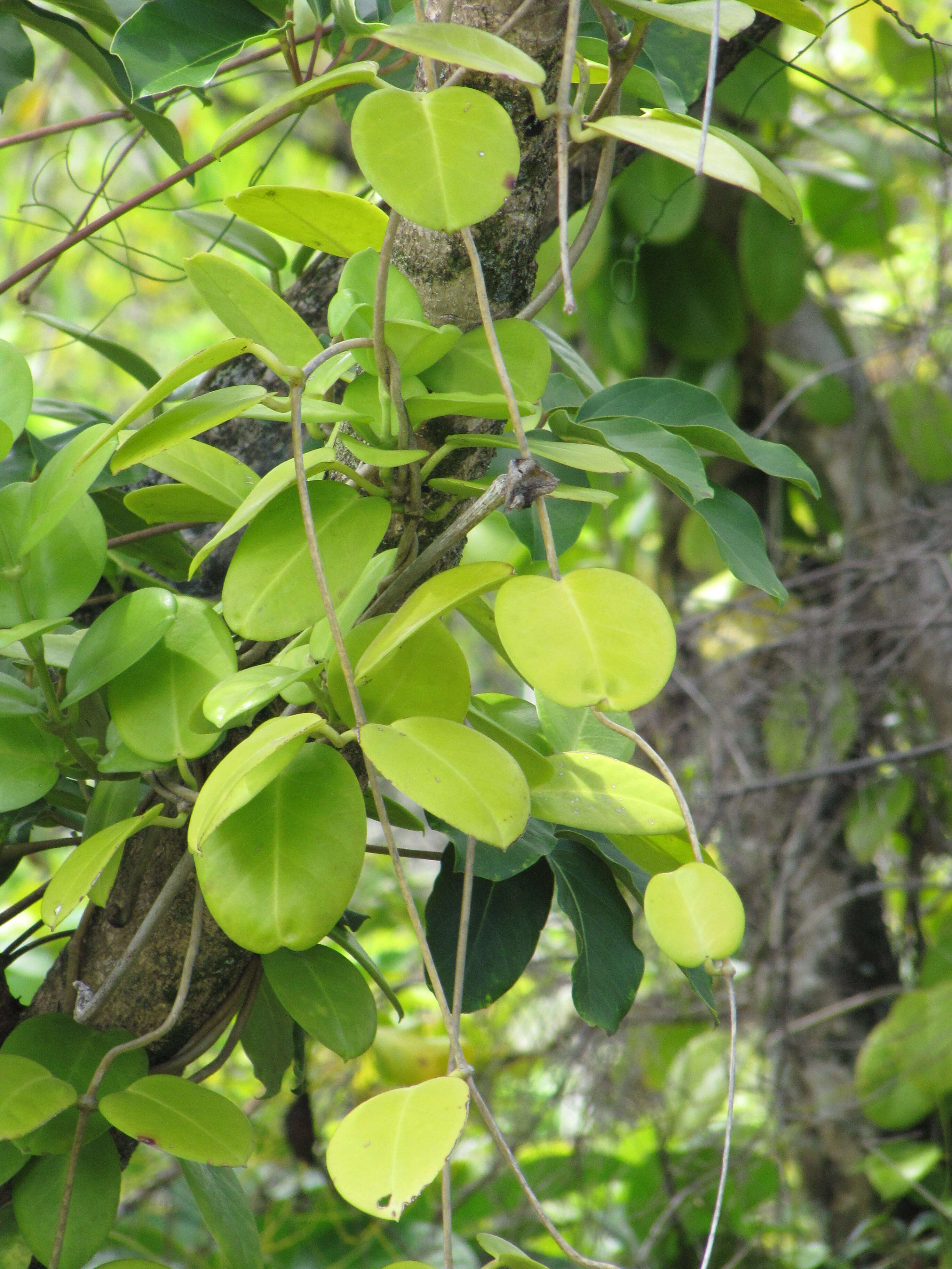 Image of Wax flower