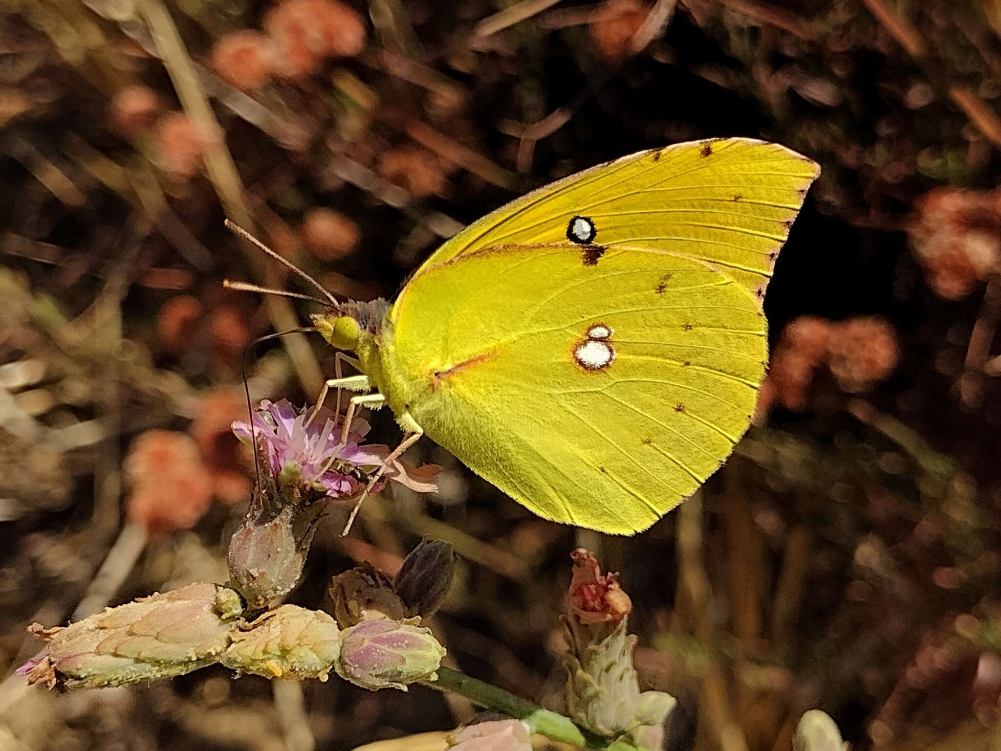 Image de Papillon de Californie