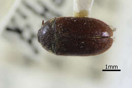 Image of Black carpet beetle